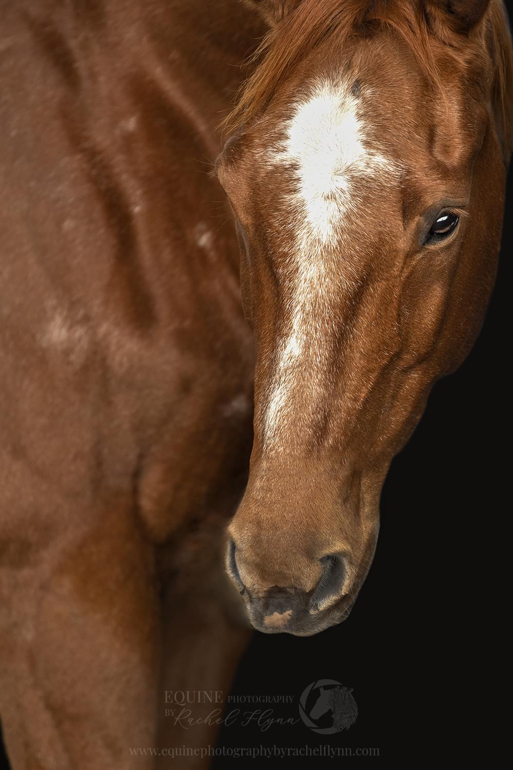 Equine Photography By Rachel Flynn Senior Horse Equine